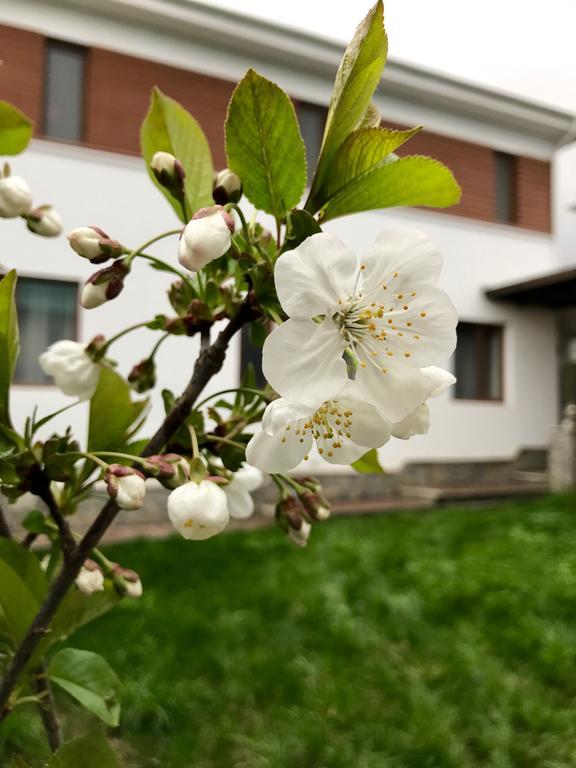 Gabala Sweet Lounge Villa Dış mekan fotoğraf